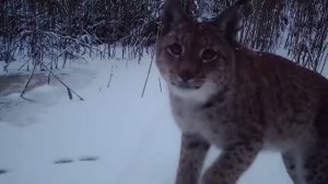ДИКИЙ МИР И ФОТОЛОВУШКА