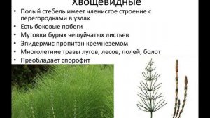 Биология 5 класс аудио параграф 18 (Пасечник) Папоротниковидные , плауновидные и хвощевидные.