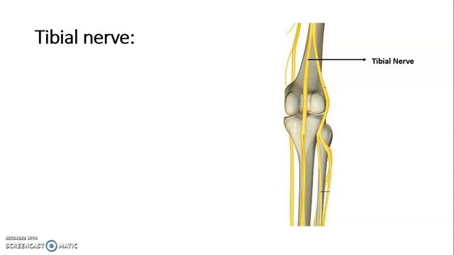 popliteal fossa animation with all clinicals смотреть онлайн