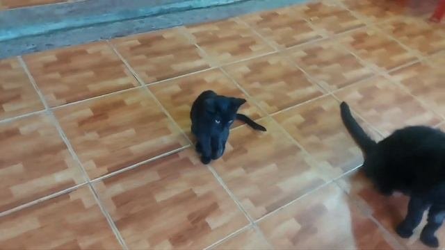 Кошку с котятами выкинули на улицу.#animalshelter  #бездомныеживотные