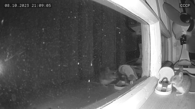 Мышь и мышеловка. смотреть онлайн