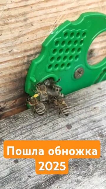 Обножка 2025.Воронежская область. #Обножка #beekeeper смотреть онлайн