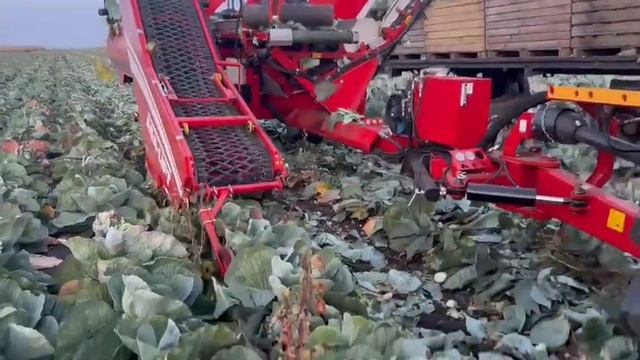 МК 1000 Уборка капусты смотреть онлайн