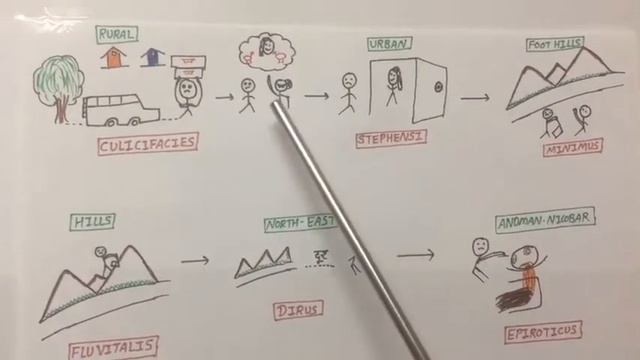 Anopheles mosquito species and their places-easy way to remember смотреть онлайн