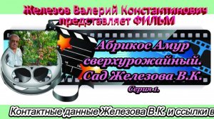 Абрикос Амур сверхурожайный. Сад Железова В.К. Серия 1.