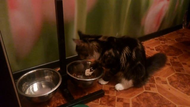 Кот и ложка смотреть онлайн