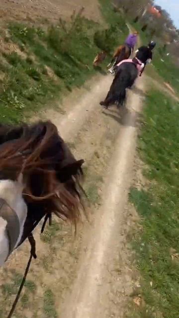 #лошади #лошадь #поля #галоп #выездвполя #галопвполях #верхомналошади смотреть онлайн