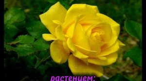 если бы я была :)