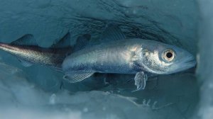 РР4: Рыбалка на море, безымянная банка. Русская Рыбалка 4 (70 серия)