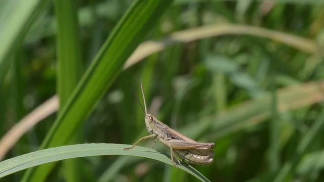 Kustsprinkhaan Chorthippus albomarginatus, roepzang смотреть онлайн