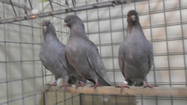 Голуби бакинские пепельные смотреть онлайн