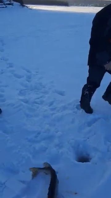 Рыбалка на жерлицы на реке Обь. Щука на жерлицы. смотреть онлайн