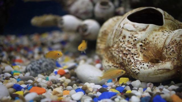 Молодые цихлиды смотреть онлайн