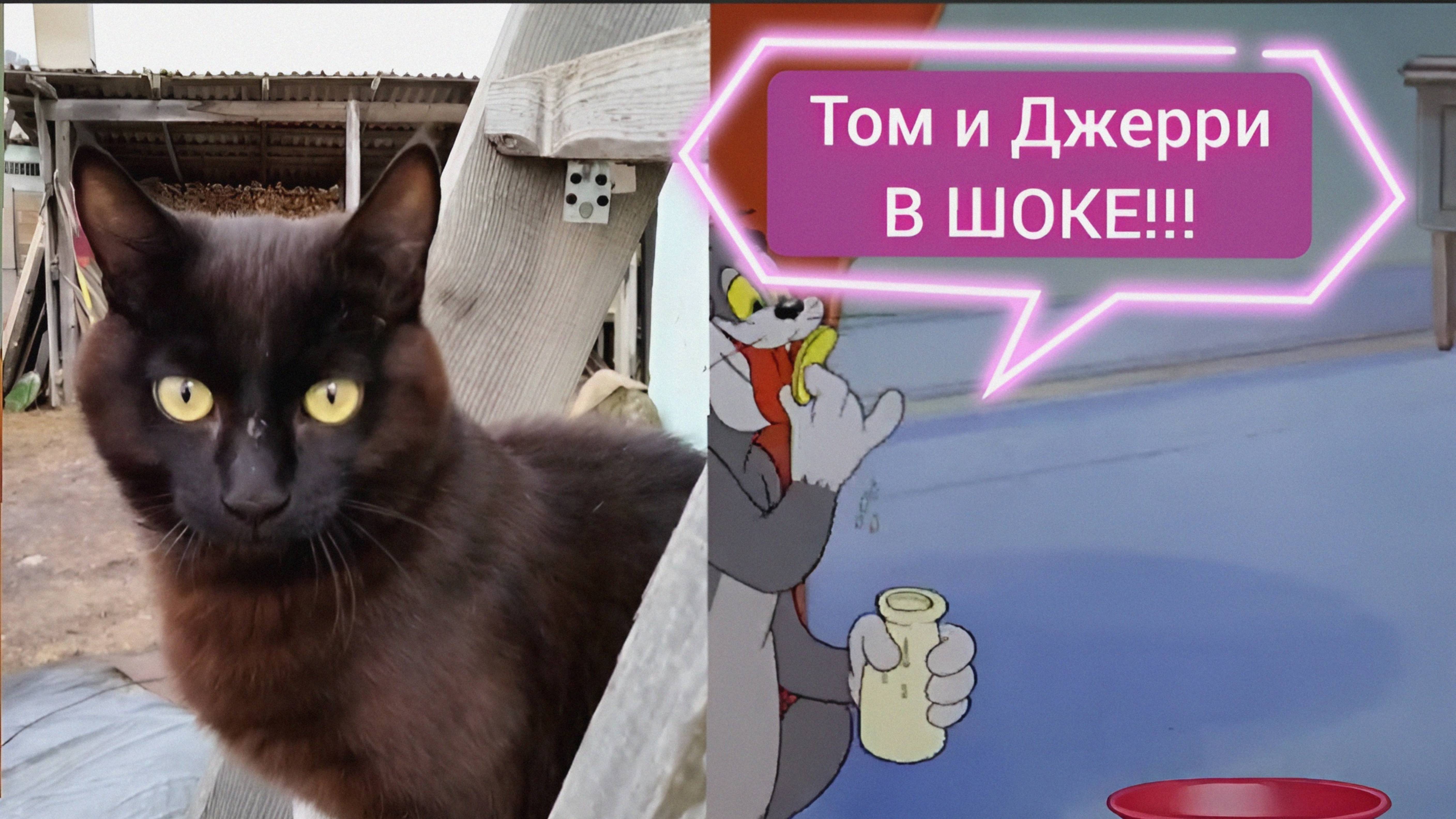 Первая мышь кота Кашалота