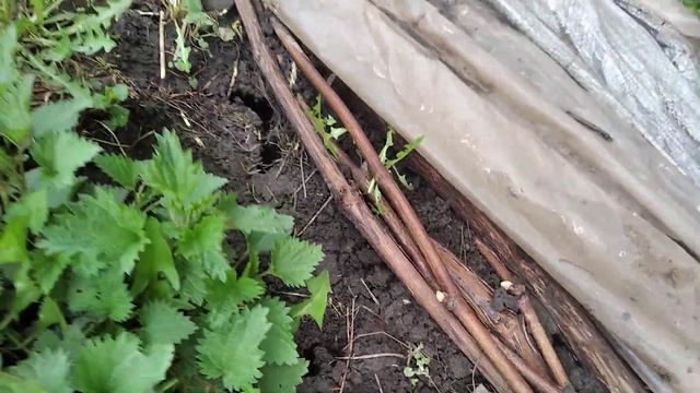 Открытие винограда в мае (Сумская область) смотреть онлайн