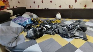 Кролики творят в квартире