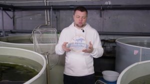 Большеротый Американский Окунь (Басс) - Новый объект аквакультуры
