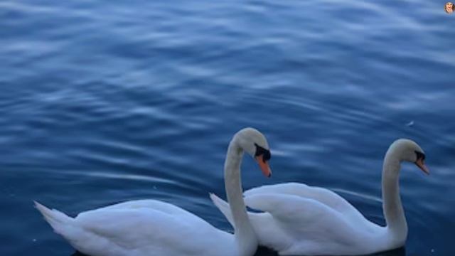 Диктант Лебеді. 5 клас