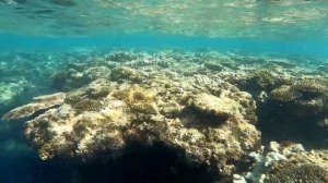 Sunabe Seawall, Okinawa Snorkeling