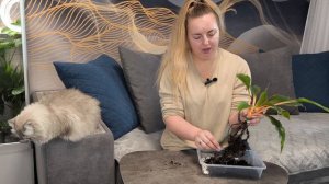 Пересадка хлорофитума Green Orange на фитильный полив