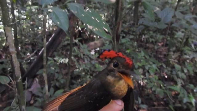 Royal flycatcher - Fauna Forever смотреть онлайн