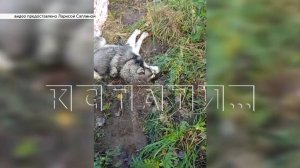 Живодёрка, которая скинула из окна 4 этажа двух собак, на суд пришла с ножом