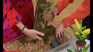 Ника Ганич длинный