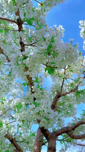 Цветущие деревья 🌸

 #Деревья  #весна