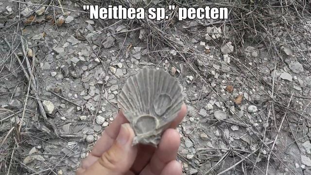 2022-08-21 Grayson shale in Tarrant County, Texas. смотреть онлайн