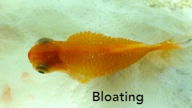 First Time Fishkeeper Episode 6: Potential Illnesses and How To Treat Them смотреть онлайн