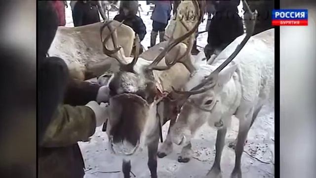 Улгур Старейший оленевод Эфир от 11 04 2017 смотреть онлайн
