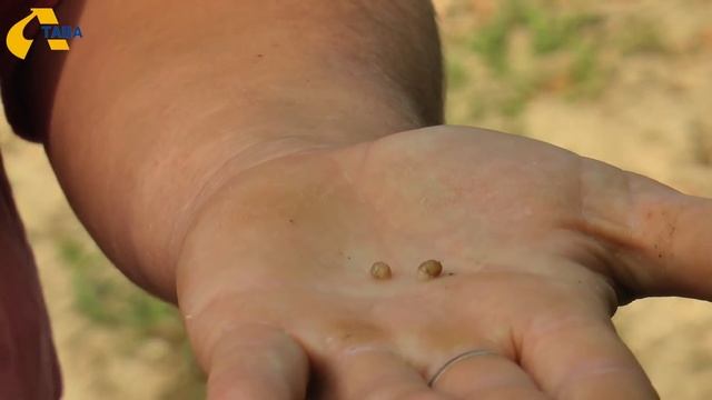 П’ятдесят тонн їстівних равликів відправлять на експорт із Полтавщини цьогоріч. смотреть онлайн