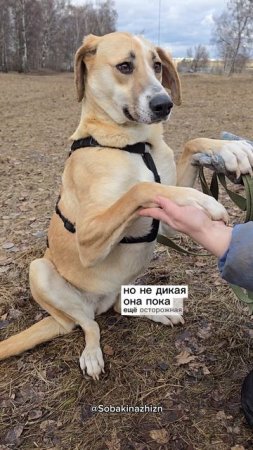 Выбирайте Глэдис
