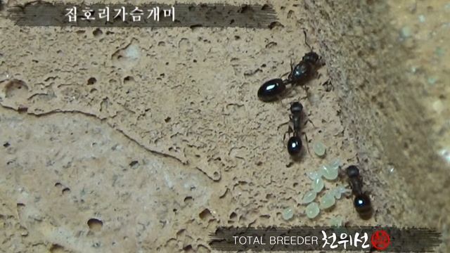 집호리가슴개미 Temnothorax congruus 2017.12.24
