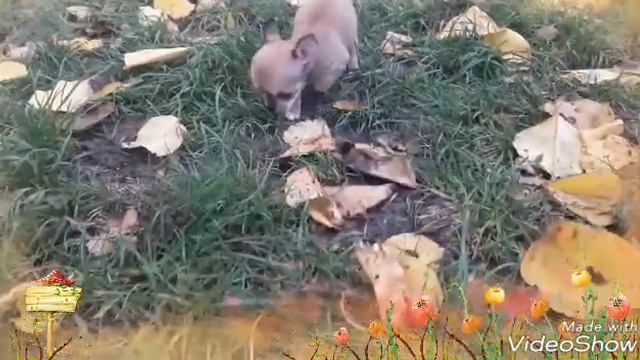 Эльфик . Мини чудо мальчик в продаже смотреть онлайн