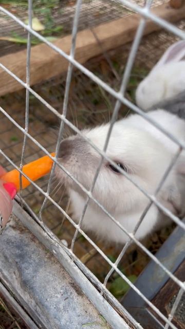 Хрум хрум. Кормим маленьких кроликов морковкой 🥕 #природа_россии #кролики смотреть онлайн