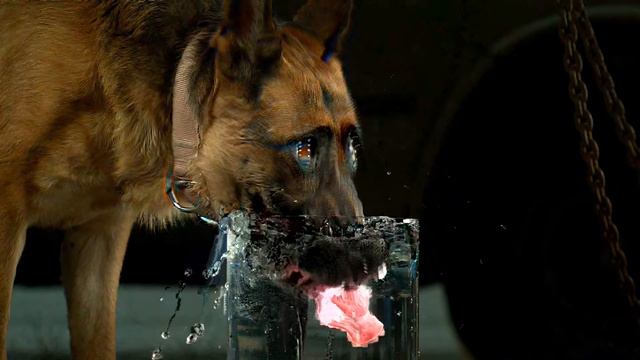 Doggo Mosh Data Mosh 1 00x 1920x1080 thf 4 смотреть онлайн