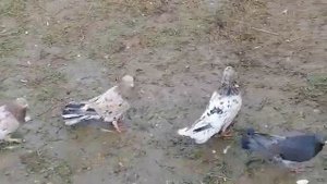 Широкохвостые мраморные голуби Кихлярова Шахназара!