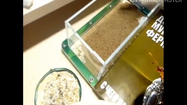 Генеральная уборка в формикарии засыпал мурашам песок смотреть онлайн