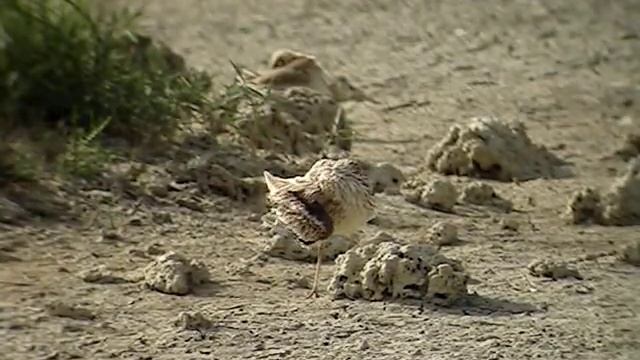 kulon Burhinus oedicnemus, 08.07.2011 S'Albufera, Mallorca, Spain.MPG смотреть онлайн