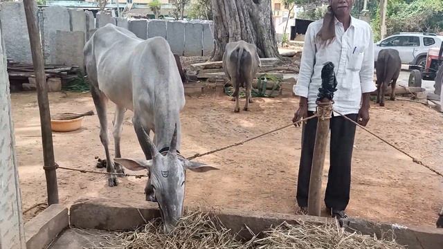 Farmer Narayanaswamy with Hallikar ox pair in kommasandara,Sullibelle Hobli,Hosakote Taluk,Bengalur смотреть онлайн
