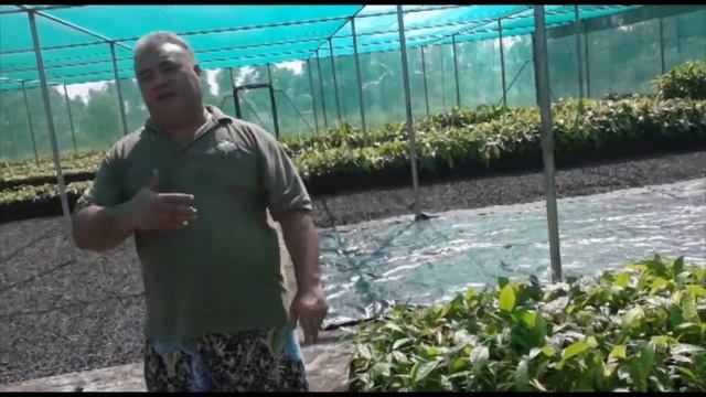 ESETETE TAUSI MA LE TOE ATINAEINA OLE KOKO SAMOA смотреть онлайн