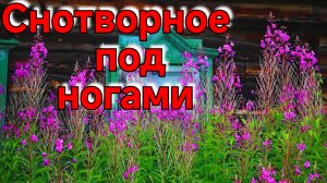 ТРАВЫ,КОТОРЫЕ УСПОКОЯТ И ДАДУТ ЗДОРОВЫЙ СОН.АПТЕКА ПОД НОГАМИ. НЕИЗВЕСТНЫЕ СЕКРЕТЫ ДРЕВНИХ ЦЕЛИТЕЛЕЙ