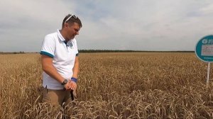 уборка производственных испытаний озимой пшеницы