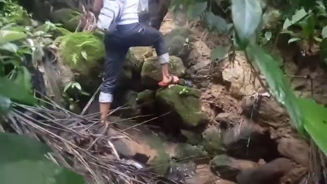 Tanam BUCE PHALANDRA di alam liar смотреть онлайн