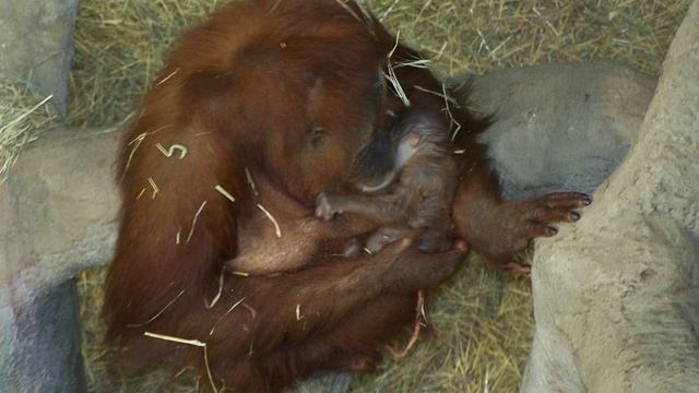 How Does Orangutan Birth And Pregnancy Work?