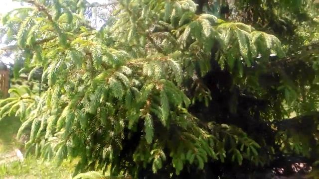 13 06 2021 г. Выход роя , привился рядом с ульем на куст спреи , обработка клубники . смотреть онлайн