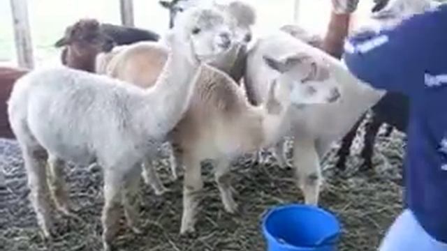 Spit смотреть онлайн