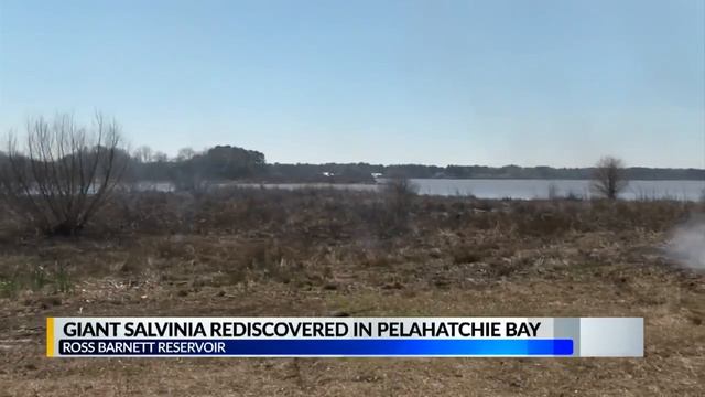 Giant Salvinia rediscovered смотреть онлайн