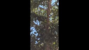 Жук который громко жужжит/в Греции